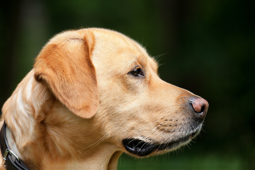 Ein Hund schaut von links nach rechts. Wir sehen nur den Kopf.