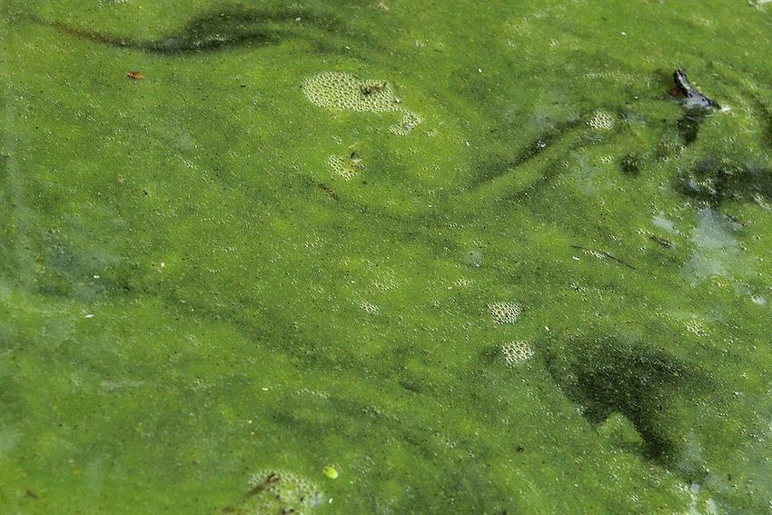 Nahaufnahme von gr&uuml;nen, schleimartigen Cyanobakterien an der Oberfl&auml;che eines Teichs.