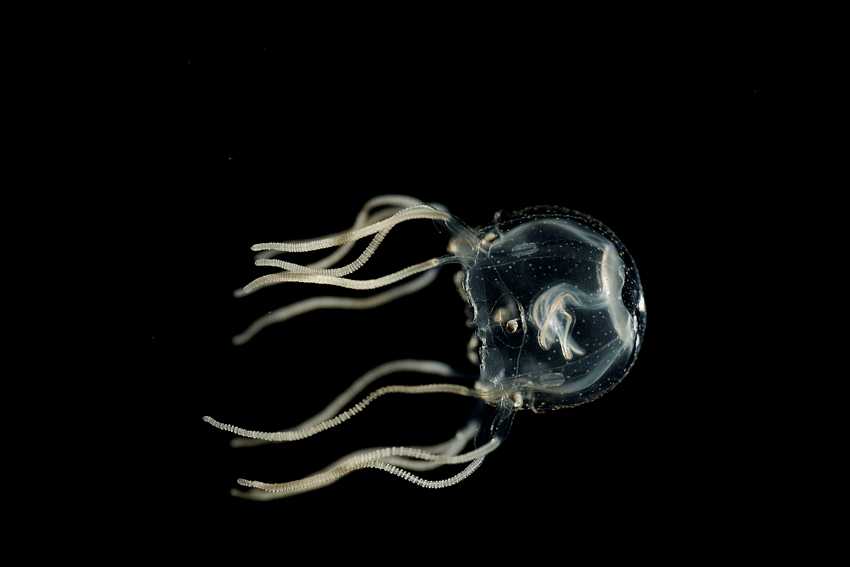 Eine W&uuml;rfelqualle schwimmt in Seitenlage, der HIntergrund ist schwarz. Die Qualle schimmert durchsichtig.