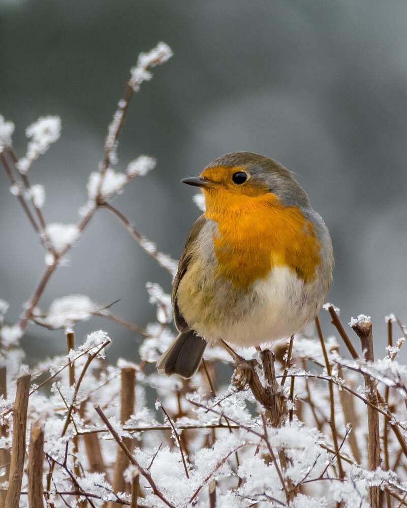 Ein Rotkehlchen im Winter auf einem Busch.