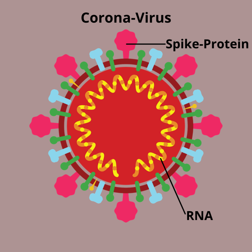 Grafik eines Corona-Virus mit den Spikes auf der H&uuml;lle und der RNA in Form einer Spirale im Innern des Virus.
