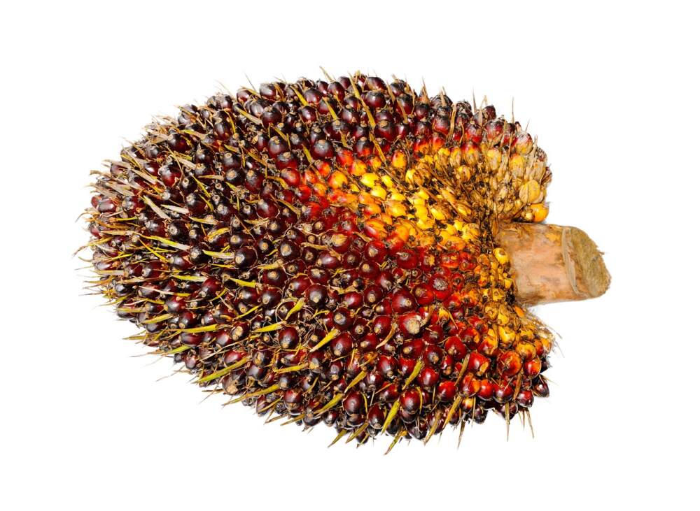 Die Palm&ouml;lfrucht &auml;hnelt von der Form her einer riesigen Erdbeere aus vielen kleinen Beeren.